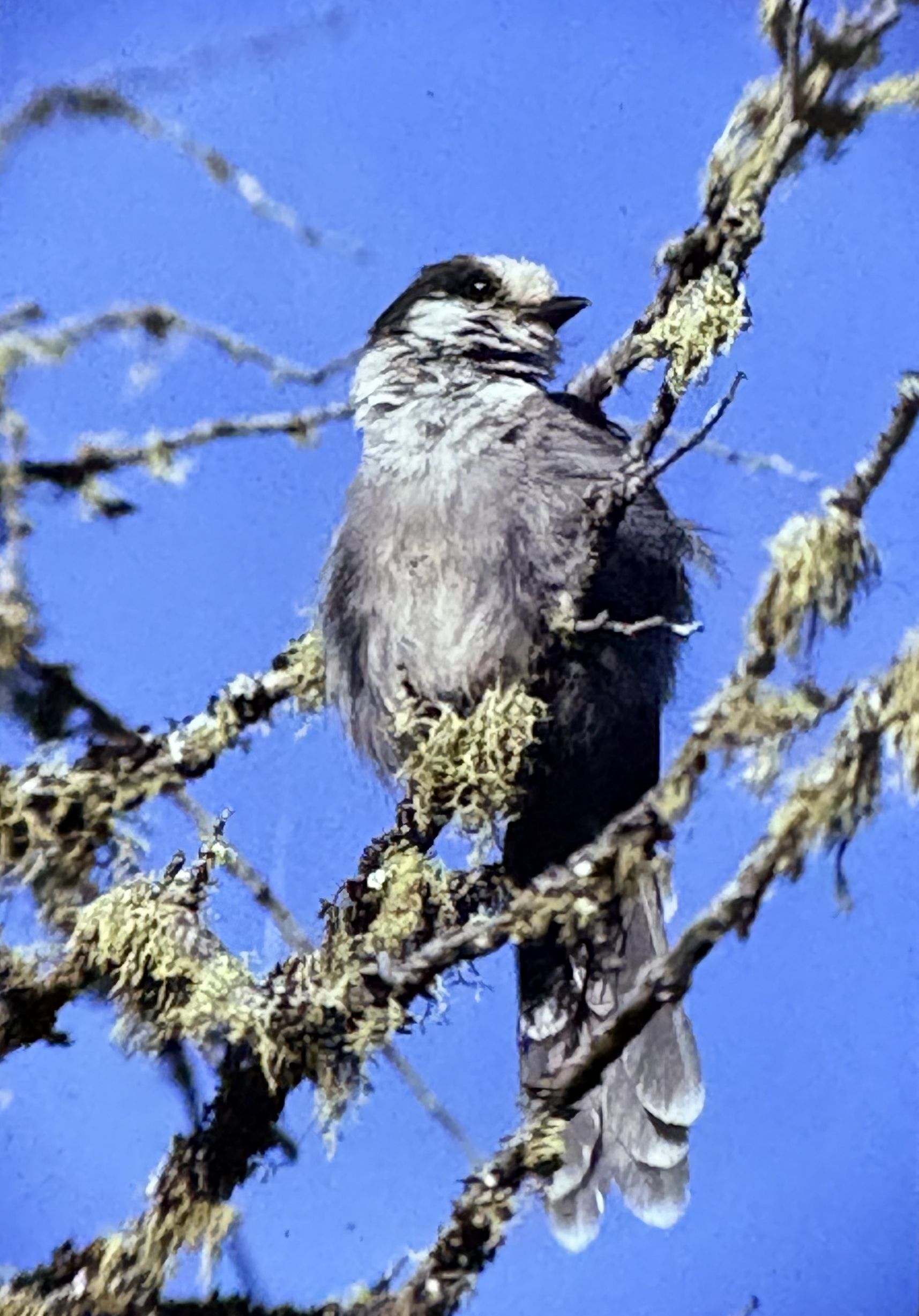 Photo of a Canada Jay in Ontario, taken by Ross James.